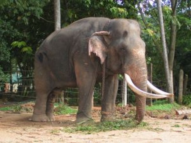 Sri Lanka elephants Asia about Elephant Zimbabwe Hwange National Park United States Travel and Touri